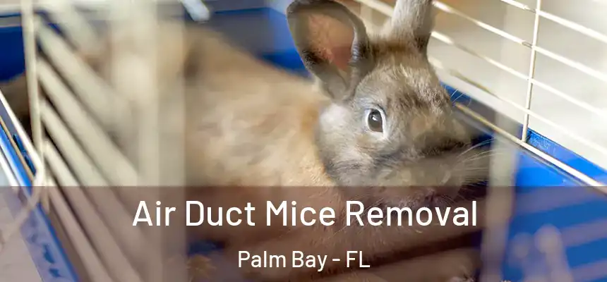 Air Duct Mice Removal Palm Bay - FL